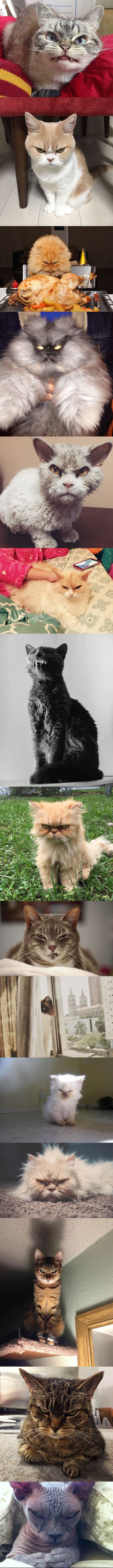 Najnamrgođenije mačke svijeta kojima je dosta svega