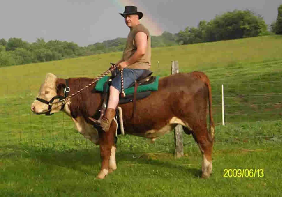 Pravi kauboj jaše bika, a ne konja!