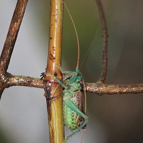 Usporio je glasanje zrikavaca i dobio demonsku glazbu!