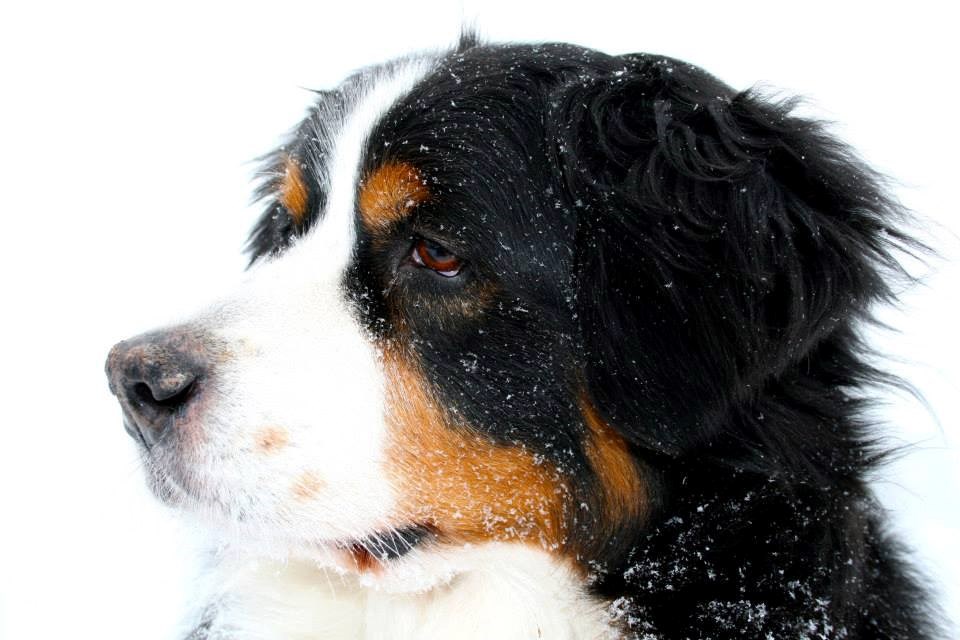 Pseći ljepotan koji voli zimu i snijeg