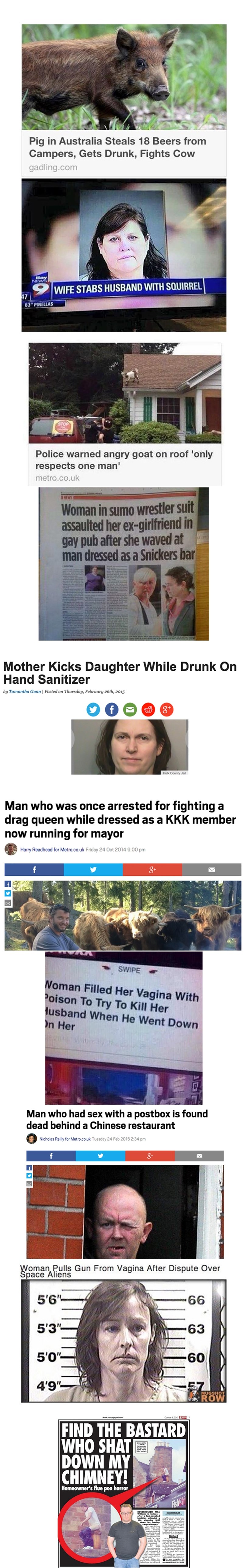 Galerija: Svinja ukrala gajbu pive, napila se i potukla s kravom