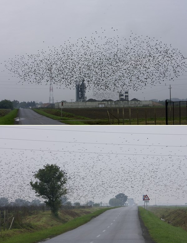 Na sumoran jesenji dan jato čvoraka traži hranu po poljima