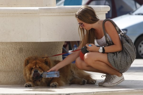 Pasje vrućine u Makarskoj