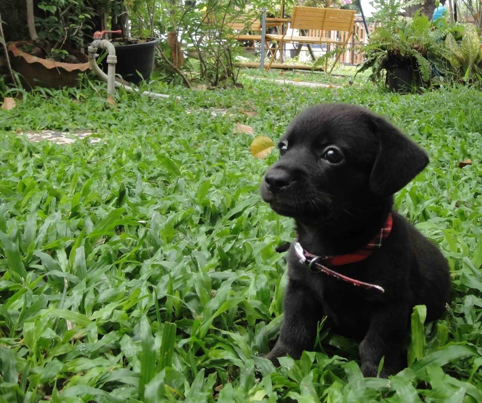 Krvoločni čuvar dvorišta: Kvartovsko ime - "Crni tigar"