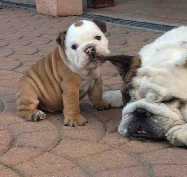 Ajde tata, diži se, igranje!