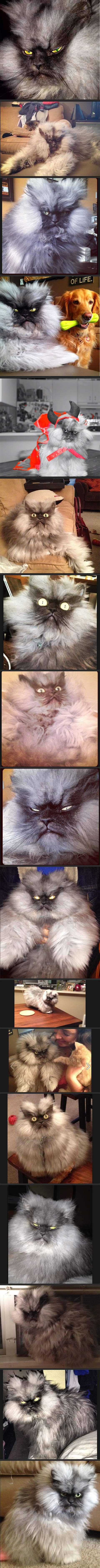 Mačka iz devetog kruga Pakla