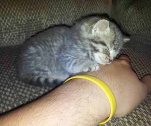 Napuštena mica maca spašena s hladnog pljuska