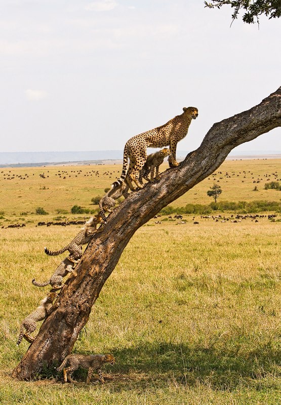 Gepardica uči klince kako pobjeći od hijena
