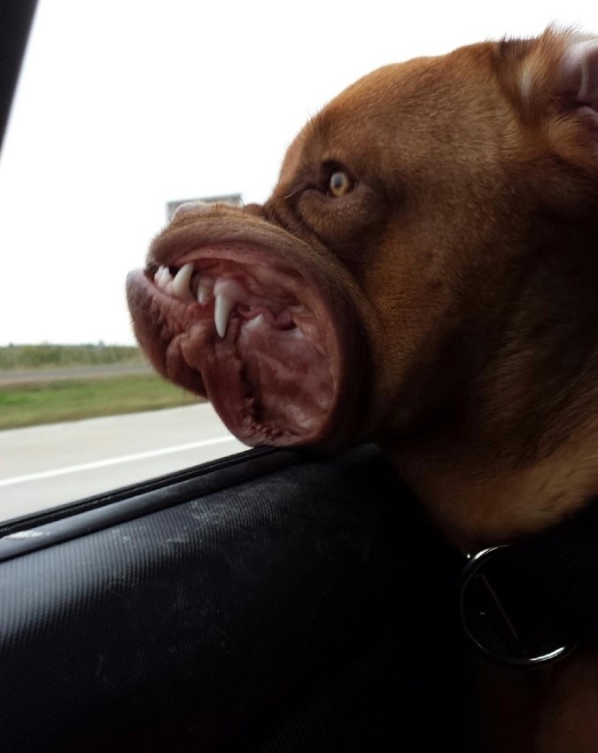 Dokaz da psi dolaze s drugog svijeta