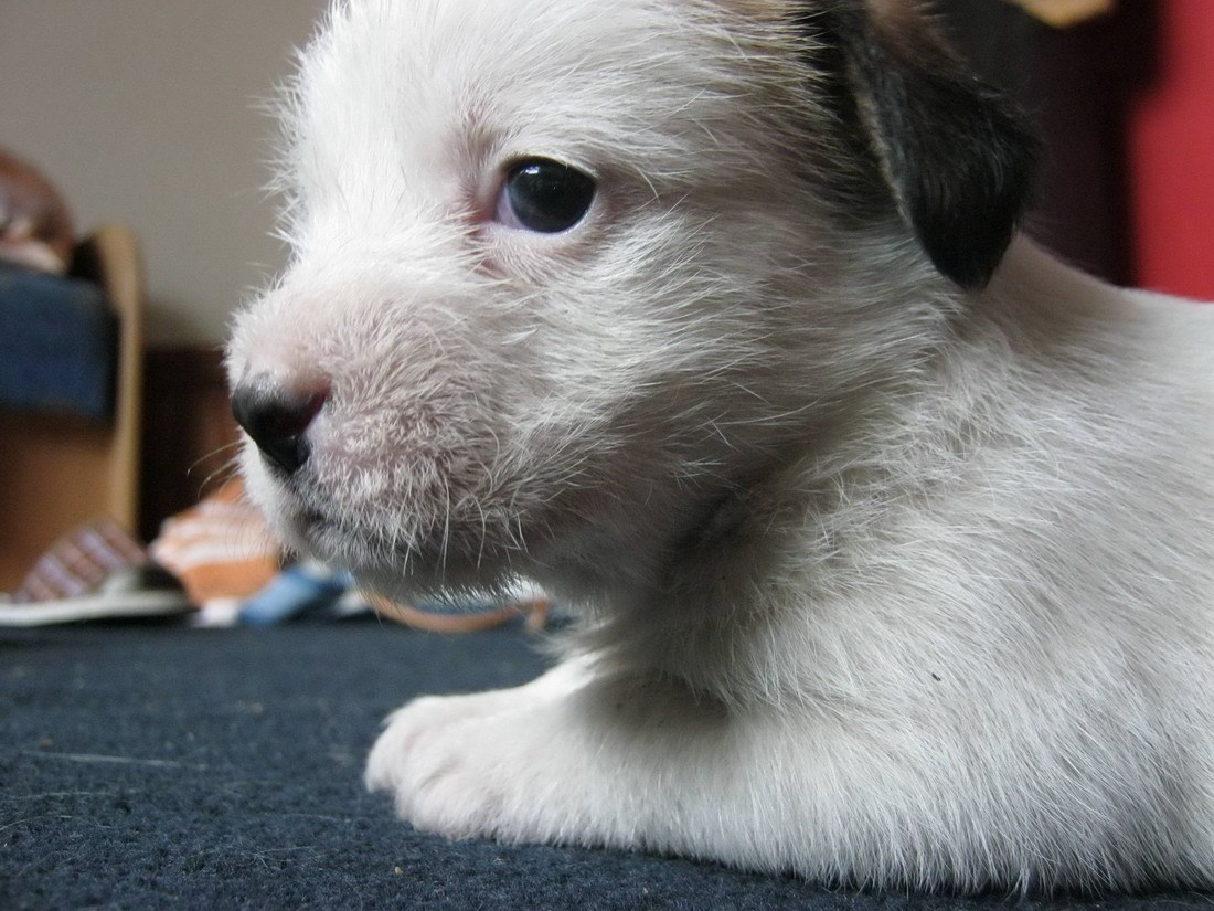 Strpljivo čekanje na podnevnu šetnjicu