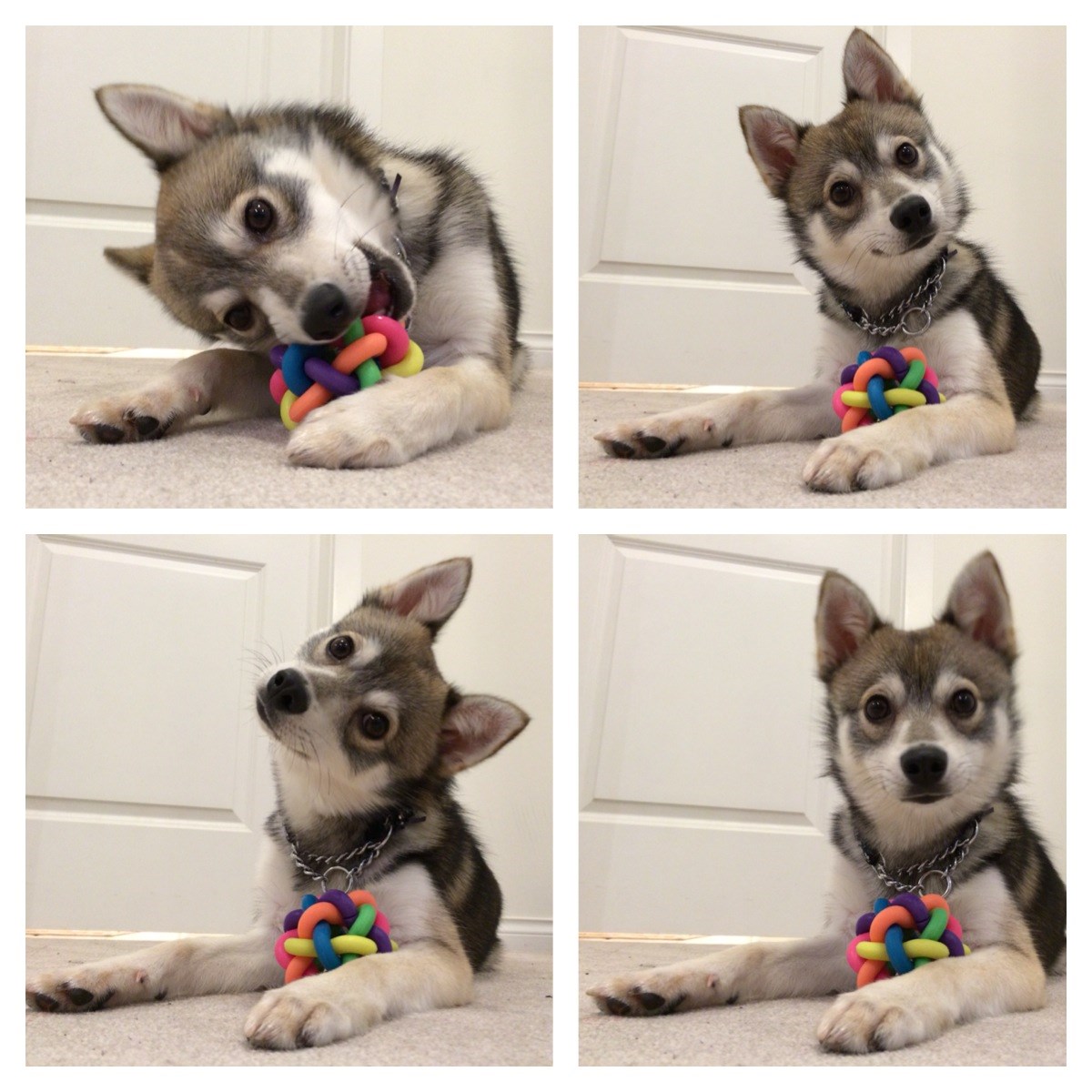 Zaigrani znatiželjko