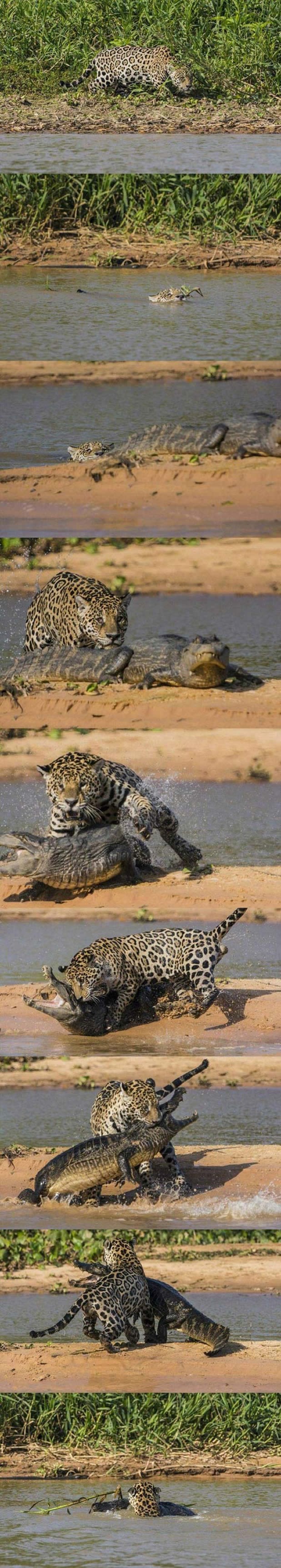 Jaguar se zaželio krokodilskog mesa: Trenirao ga Steve Irwin