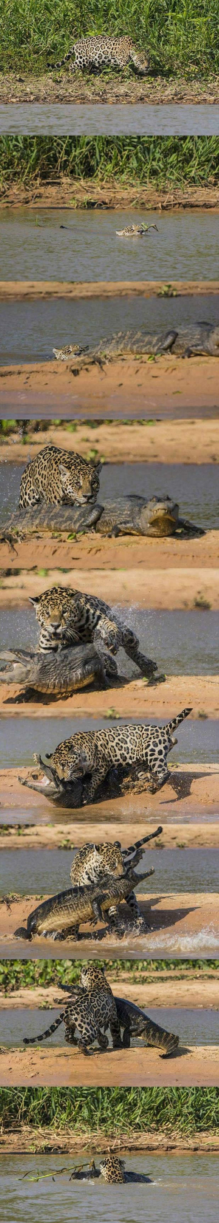 Jaguar se zaželio krokodilskog mesa: Trenirao ga Steve Irwin