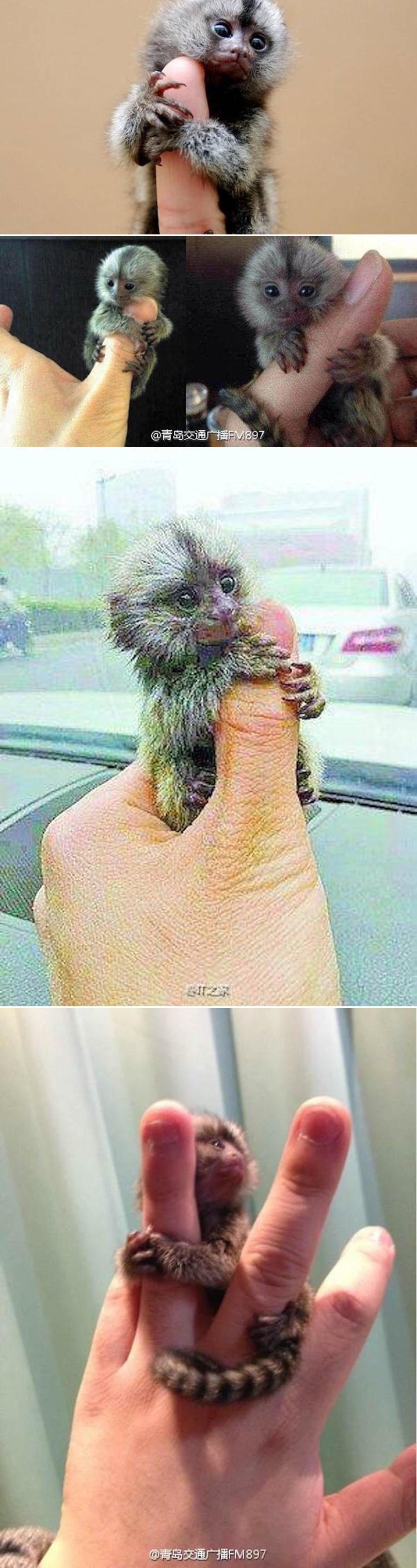 Bogati Kinezi ove jadne majmunčiće muče kao skupe ljubimce za elitu