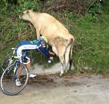 Najbrži put do svježeg mlijeka