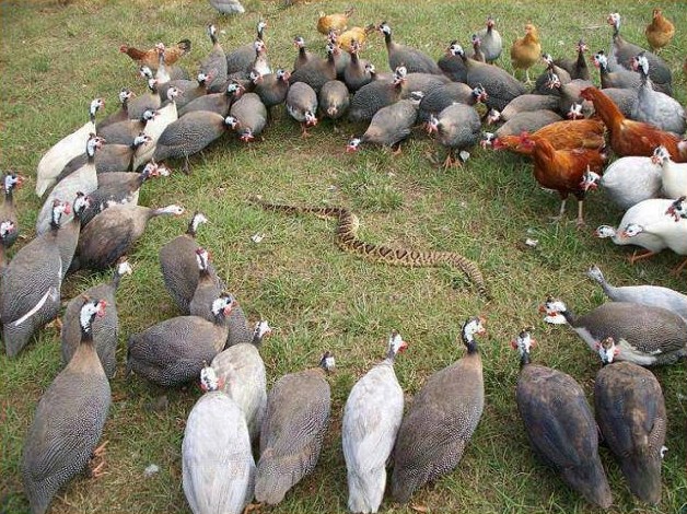 Pogodi tko će izvući deblji kraj