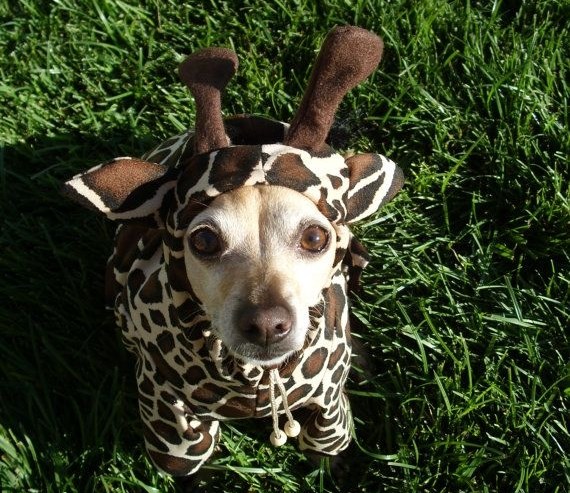 Uspješno se maskirao u žirafu, sad ga sigurno neće prokužiti