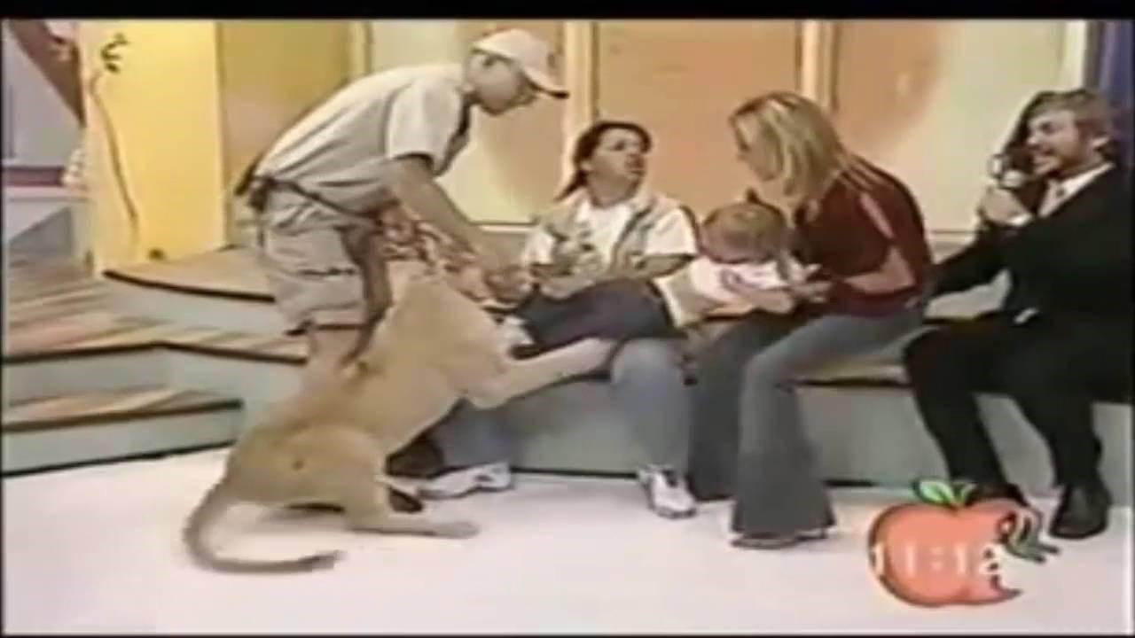Nevjerojatno! Lav napao dijete uživo na TV-u, a mama i voditelj se smješkaju!