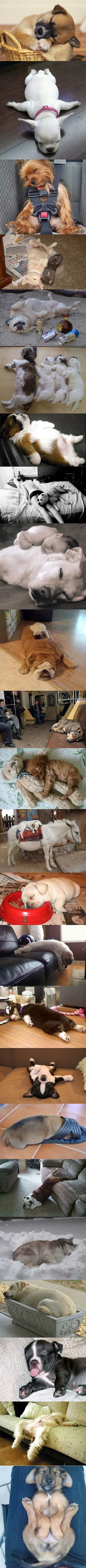 Male ljenčine usavršile vještinu spavanja!