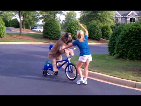 VIDEO: Pas naučio voziti bicikl. Da, pas, voziti!