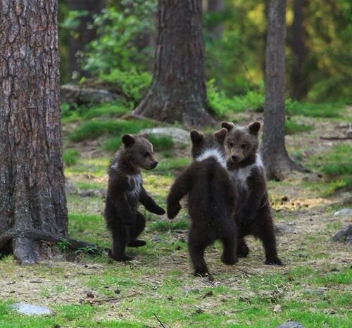 Ringe ringe raaaajaa, puna zdjela jaaaja..