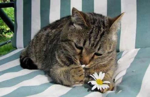 Voli me il me ne voli? Prokleto cvijeće!