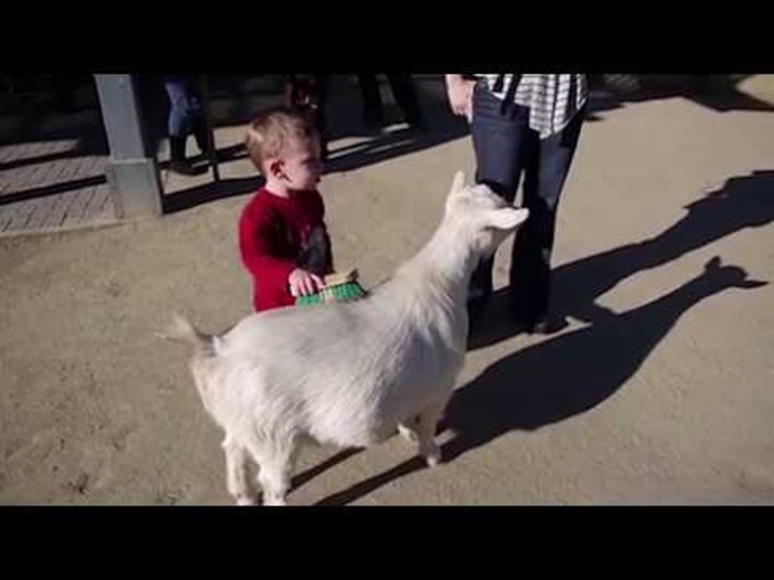 VIDEO Koza je prdnula i preplašila malenog dječaka