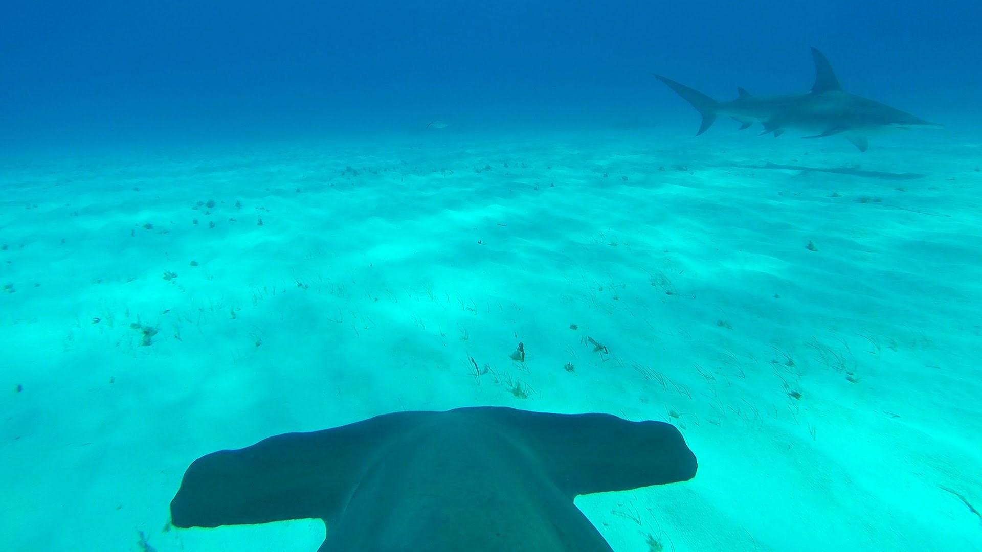 VIDEO: Postavio kameru na peraju morskog psa čekićara!