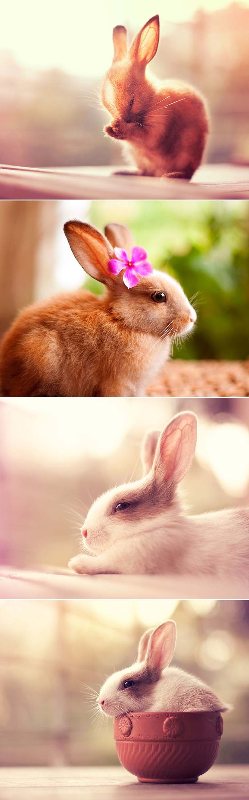 Galerija: Zečeki su super modeli, kad ih uspiješ smiriti od hopsanja