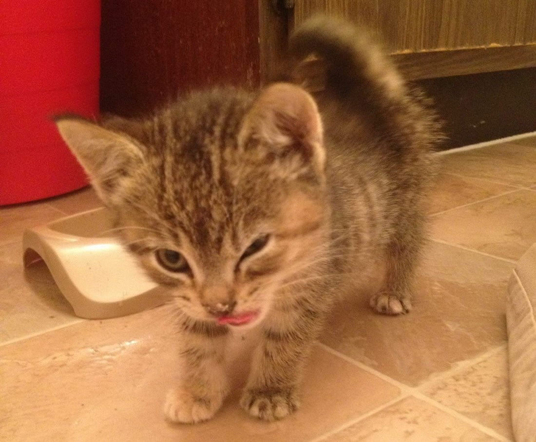 Mrnjau, jesi siguran da nemaš još, tek sam triput jela