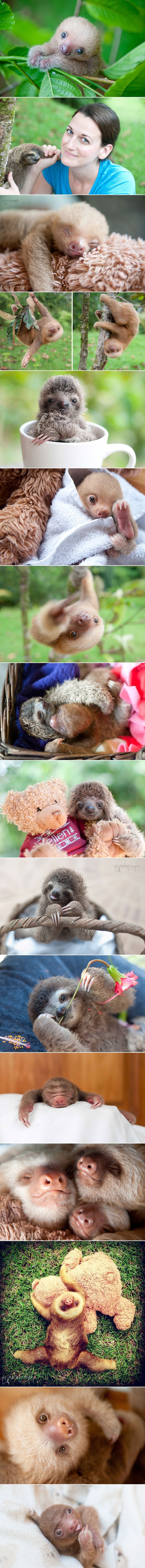 Ovaj azil brine za bebice ljenivce koji su ostali bez mame