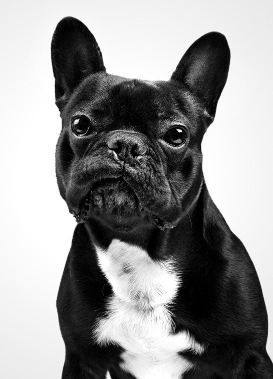 Pseći maneken za kojim i retriverice čupaju dlaku s repa