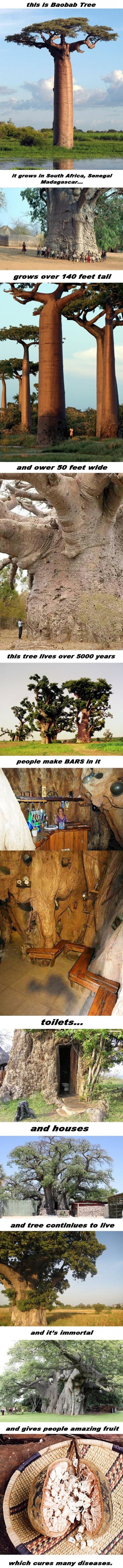 Divovsko "besmrtno" drveće