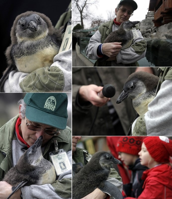 Mali pingvin uživa u svojoj prvoj zimi