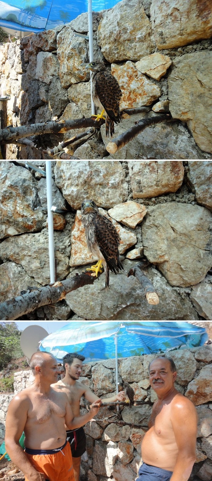 Turisti u Baškoj spasili malog sokola