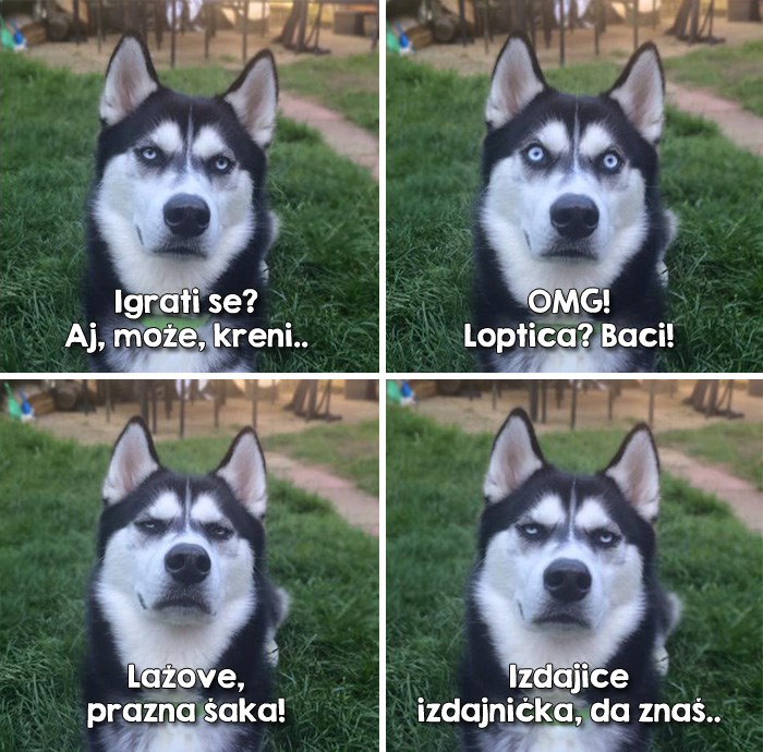 Uhvatio točan trenutak kad je pas razočarano shvatio da ga je smuljao