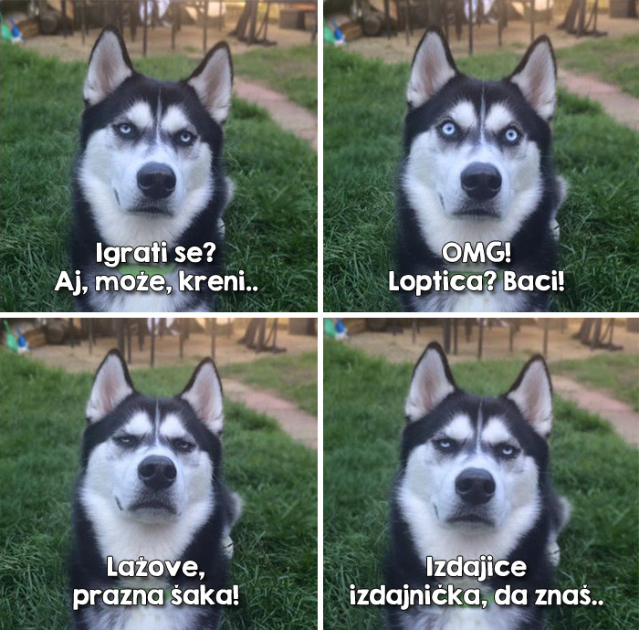 Uhvatio točan trenutak kad je pas razočarano shvatio da ga je smuljao