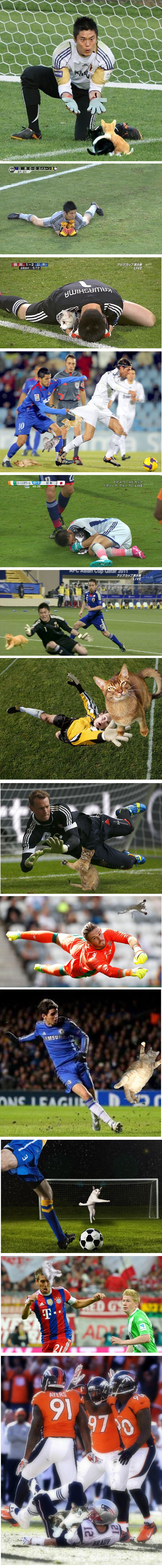 Pomoću Photoshopa ubacili su mace u nogometni teren i nasmijali cijeli svijet