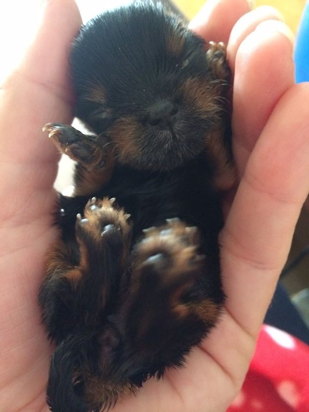 Bebica terijera nije veća od hrčka