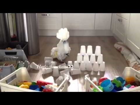 VIDEO: Urnebesna osveta ''divovskog'' kakadua 