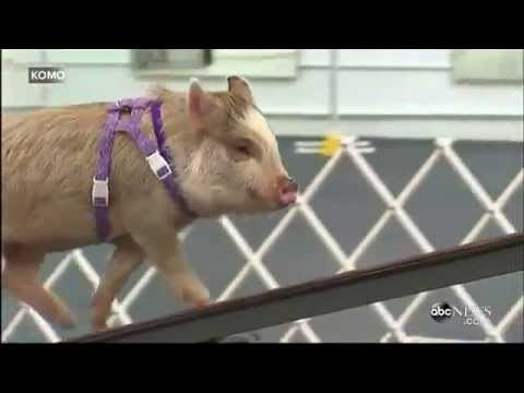 Video: Svinjica Amy pomela pseću konkurenciju!