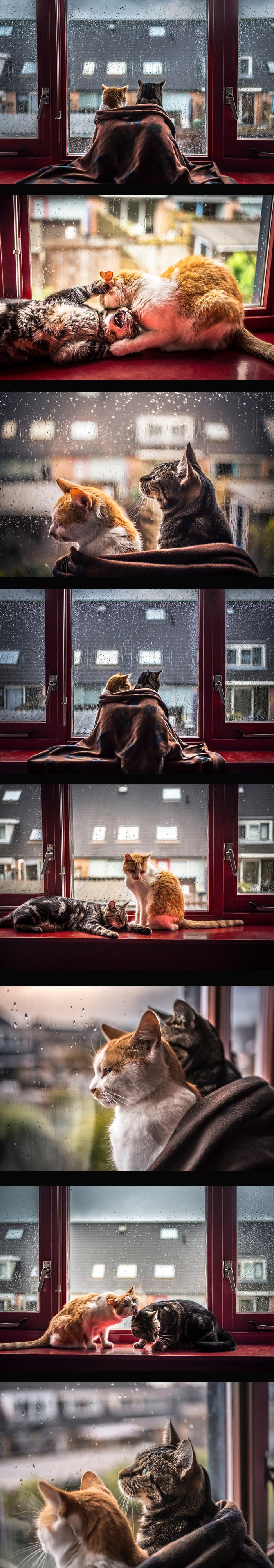 Prekrasne fotografije maca na kišne dane