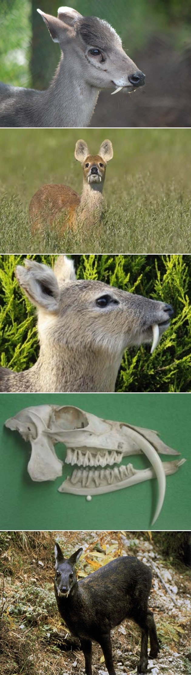 Kamo ide ovaj svijet, sad i Bambi ima očnjake koljače?