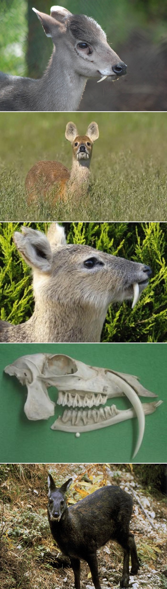 Kamo ide ovaj svijet, sad i Bambi ima očnjake koljače?