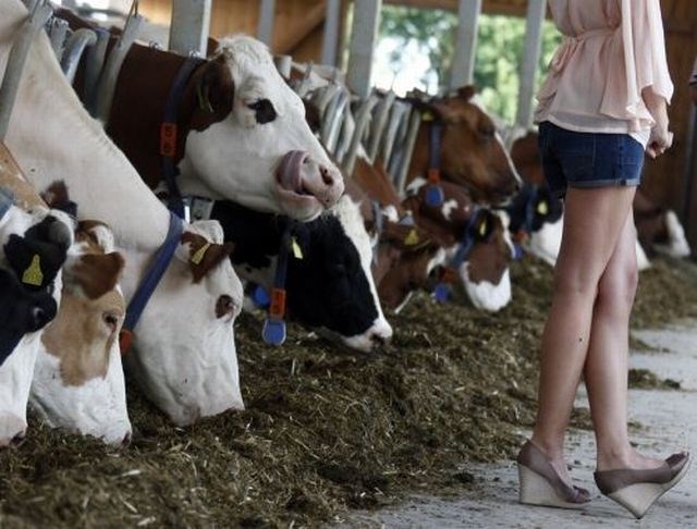 Guza lijepe gazdarice: I krdo se oblizuje kad prođe