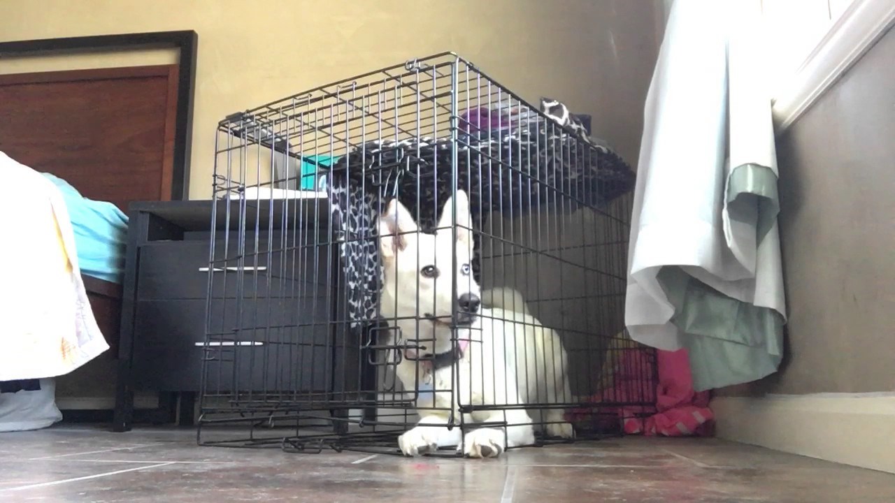 Ništa ovog psa nije moglo zadržati u kavezu, pogledajte kako se oslobodio!