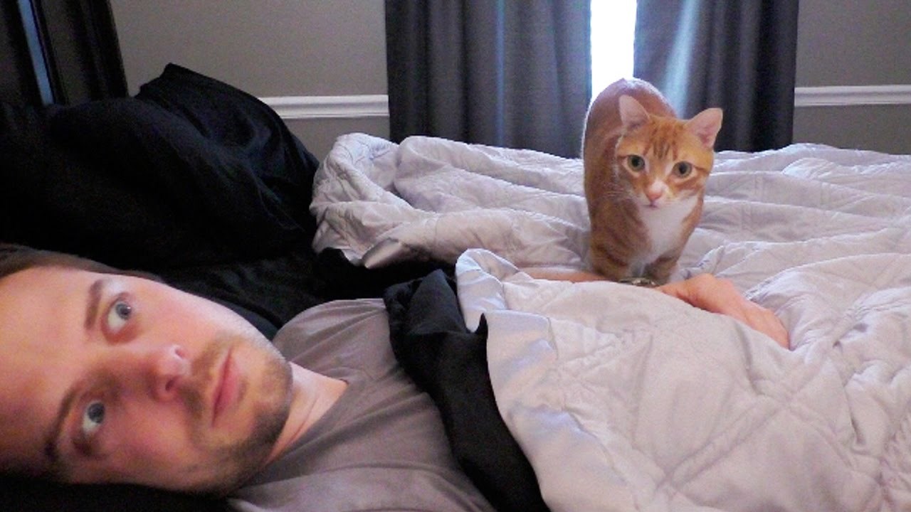 Sedam načina na koje nas naše mačke plaše!