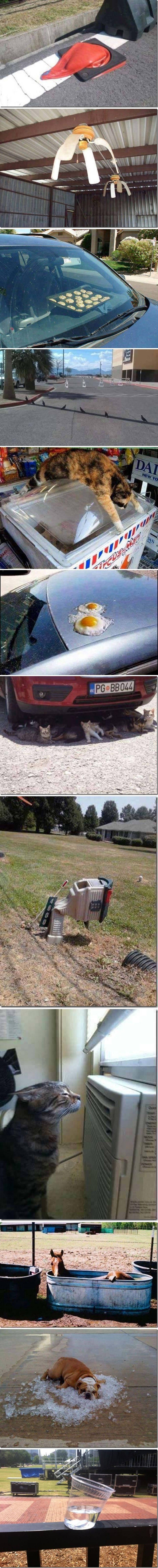 Dvanaest nesvakidašnjih fotografija koje dokazuju da je vani definitivno prevruće!