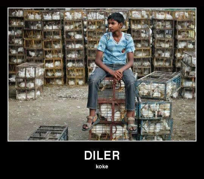 Legalni diler koke