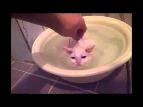 VIDEO: Preslatko biće zna što je dobro - topla kupka zvuči savršeno